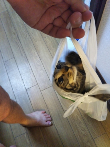 f:id:jigrat:20160908205242j:image f:id:jigrat:20160908205242j:image