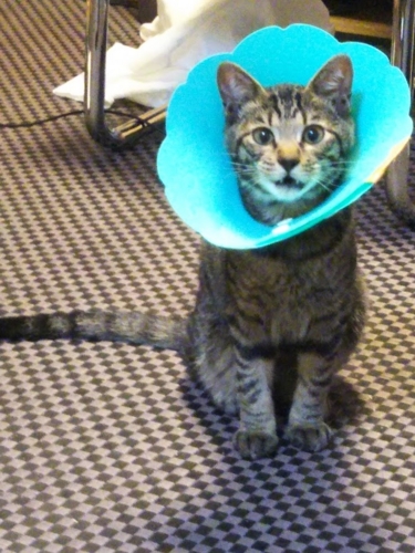 f:id:jigrat:20160908211151j:image f:id:jigrat:20160908211151j:image