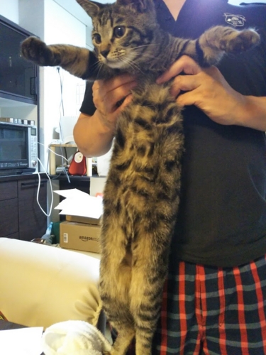 f:id:jigrat:20160918082948j:image