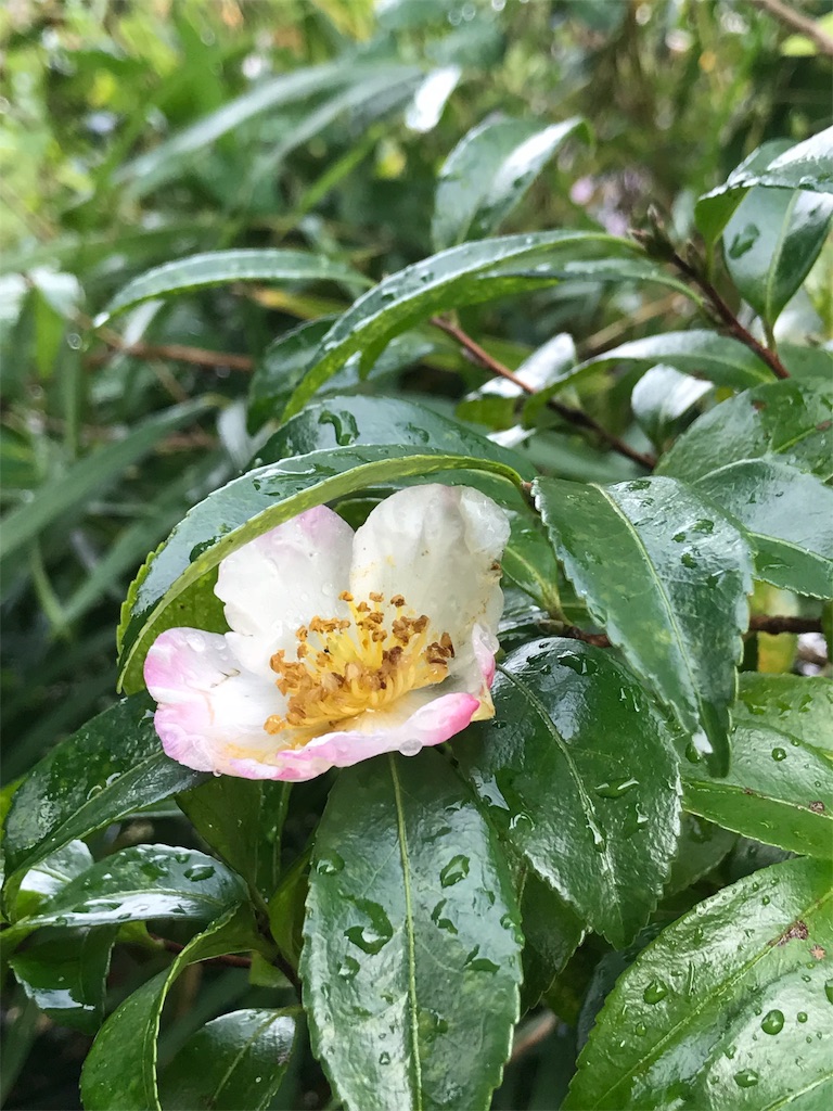 f:id:jijiro:20181105073811j:image f:id:jijiro:20181105073811j:image