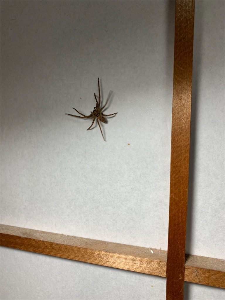 蜘蛛出でて独り夕餉をのぞかるる あ いずぃなり