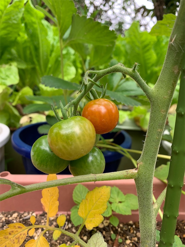 f:id:jijiro:20210628080931j:image f:id:jijiro:20210628080931j:image