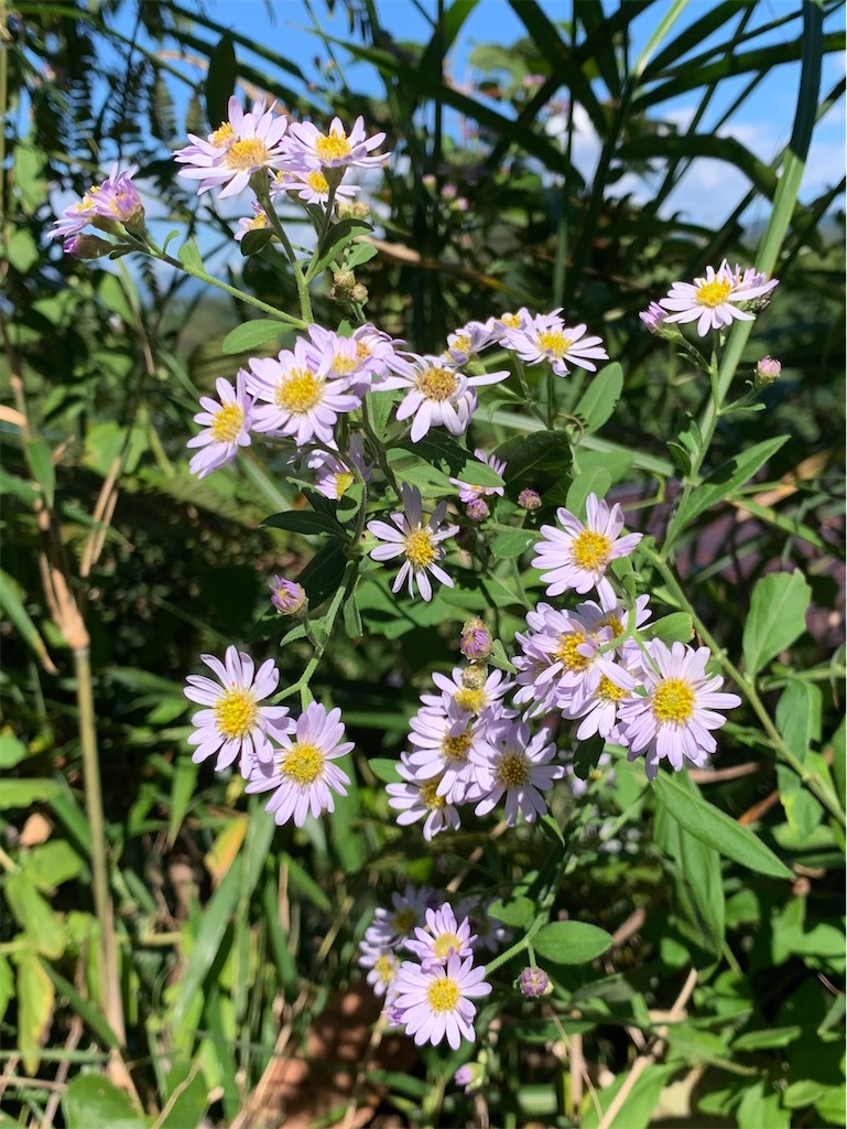 f:id:jijiro:20211024103056j:image f:id:jijiro:20211024103056j:image