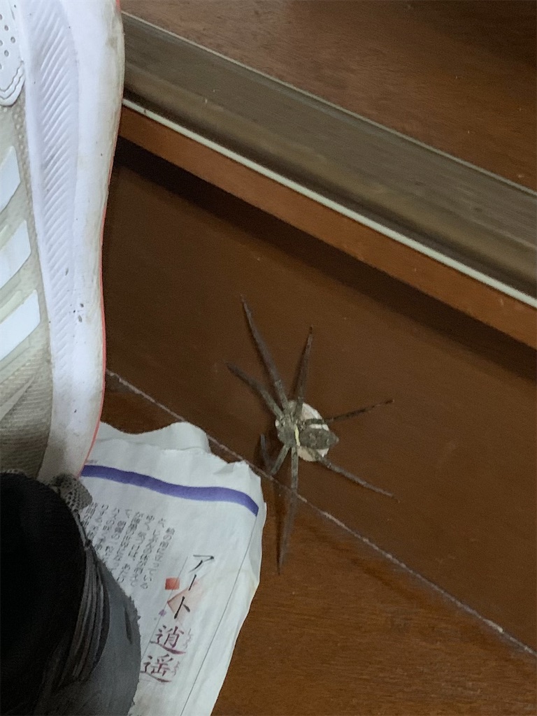 太鼓腹してイエグモのどこへゆく あ いずぃなり