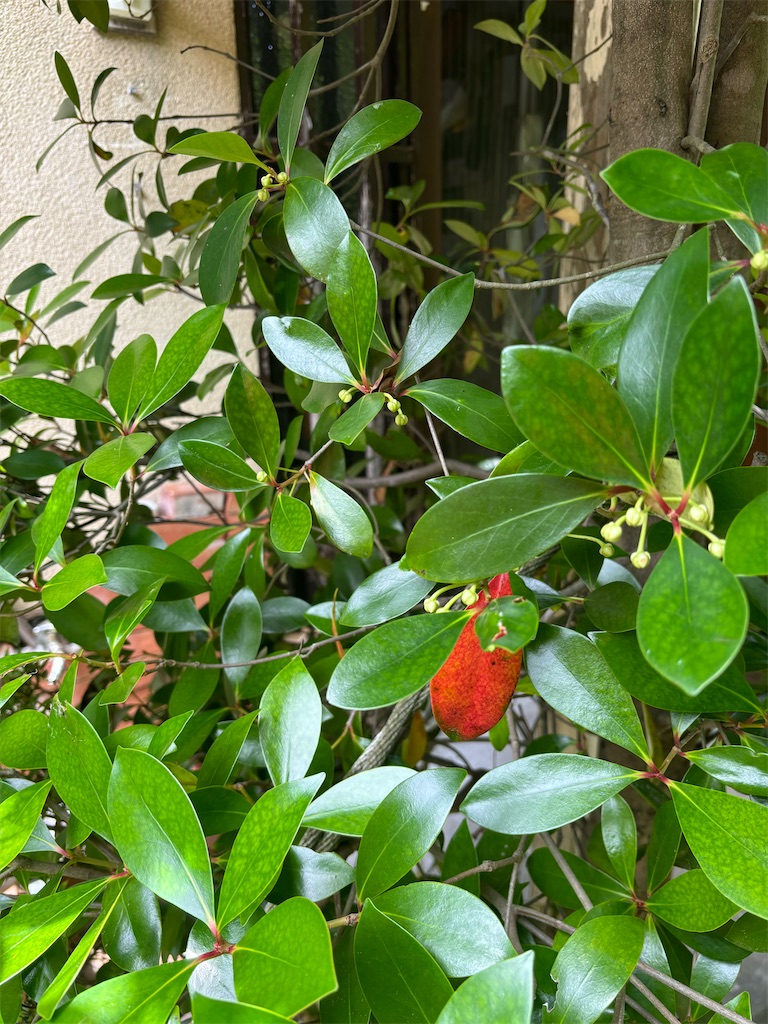 f:id:jijiro:20240616092721j:image f:id:jijiro:20240616092721j:image