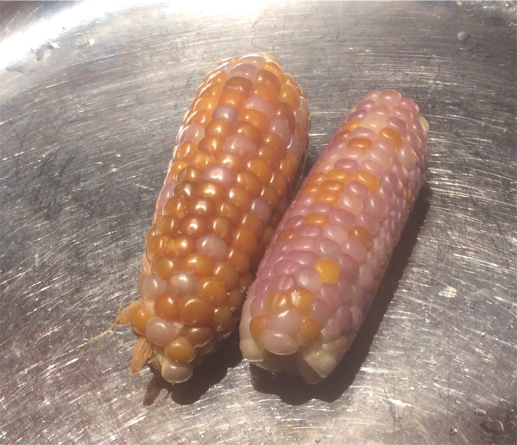 f:id:jikaseimenkirinji:20180802105506j:plain f:id:jikaseimenkirinji:20180802105506j:plain