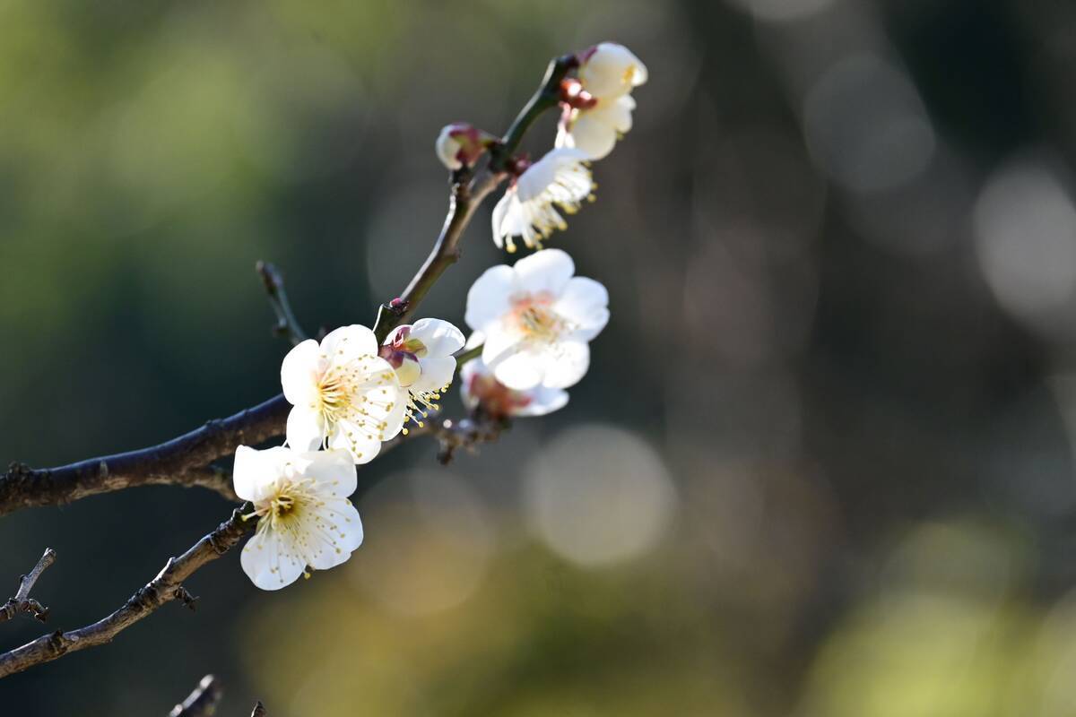 永勝寺の白梅 つれづれ日記