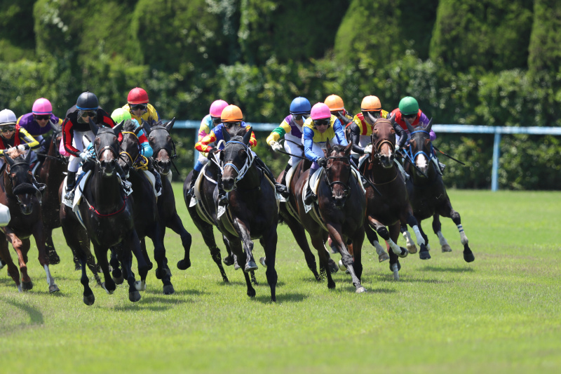 アメリカジョッキークラブカップ2019予想 Ajcc最終追い切り 調教分析 追い切り 調教 重視の競馬予想ブログ