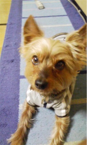 f:id:jimkbys471:20171224191215j:image