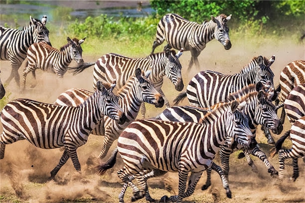 探求する面白さ～「虎の威を借る狐」の狐とは？～ - 甘口ピーナッツ