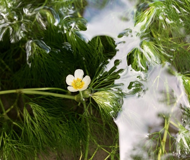 水草が見える水面に、白い小さな花が咲いている写真。