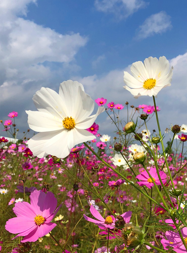 f:id:jimuin310:20181025160147j:plain f:id:jimuin310:20181025160147j:plain
