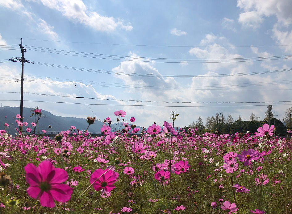 f:id:jimuin310:20181025160218j:plain f:id:jimuin310:20181025160218j:plain