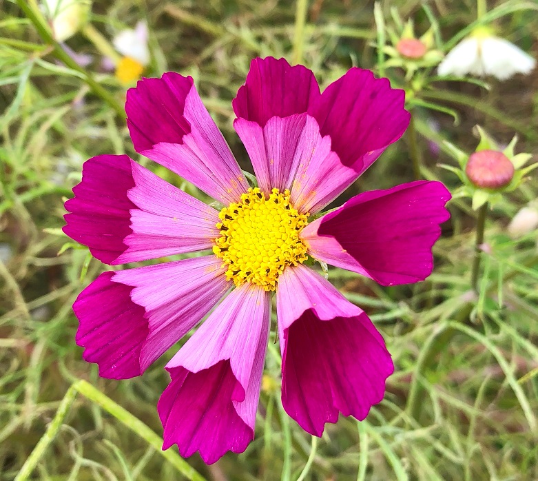 f:id:jimuin310:20181025162028j:plain f:id:jimuin310:20181025162028j:plain