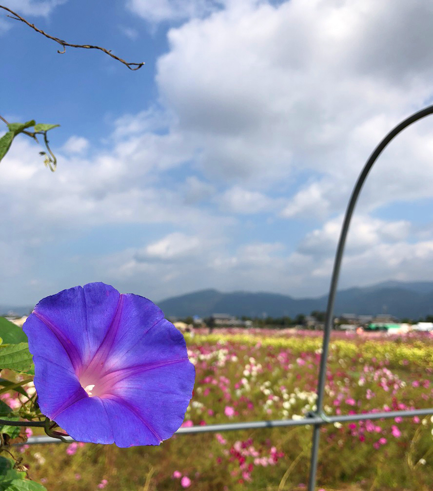 f:id:jimuin310:20181025164453j:plain f:id:jimuin310:20181025164453j:plain