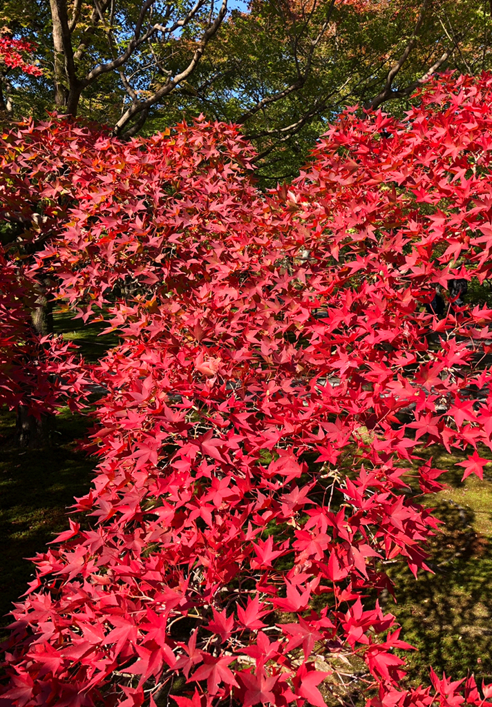 f:id:jimuin310:20181109173121j:plain