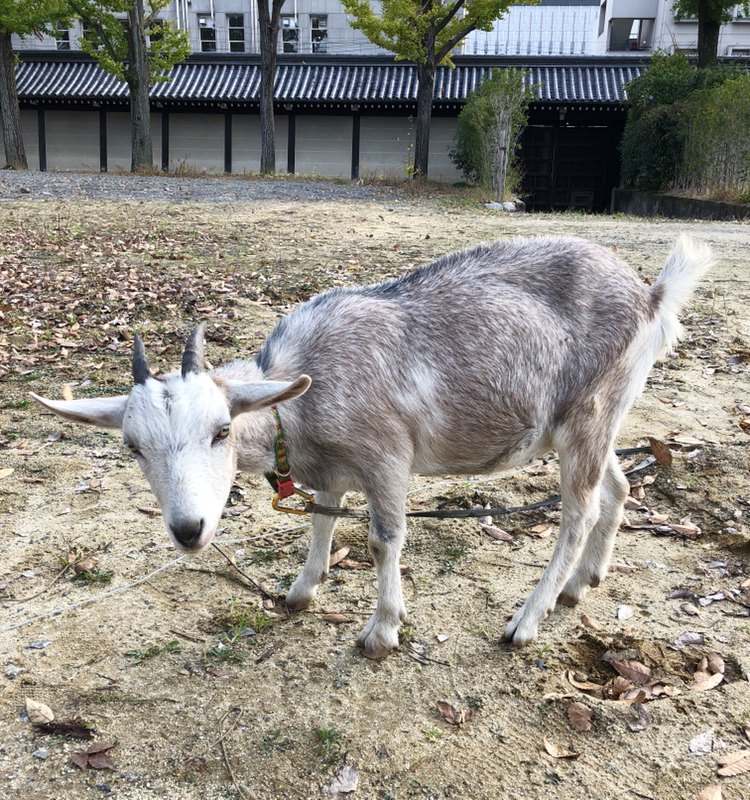f:id:jimuin310:20181119133902j:plain