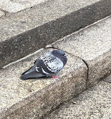 f:id:jimuin310:20190128160456j:plain f:id:jimuin310:20190128160456j:plain