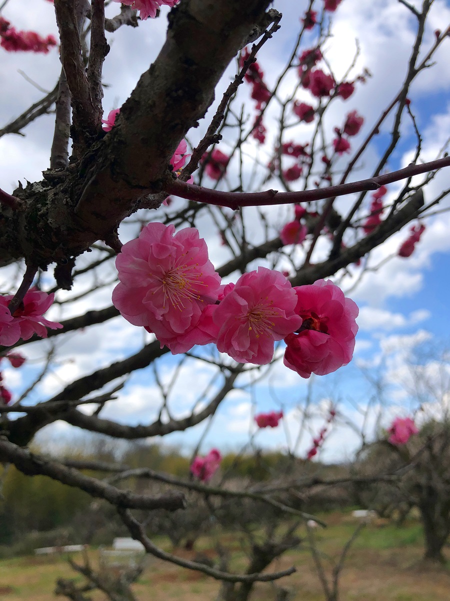 f:id:jimuin310:20190315171610j:plain f:id:jimuin310:20190315171610j:plain
