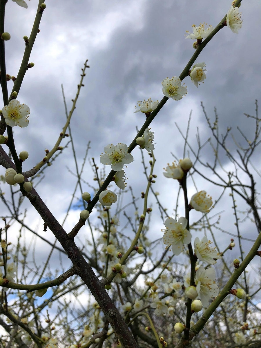 f:id:jimuin310:20190315172311j:plain f:id:jimuin310:20190315172311j:plain