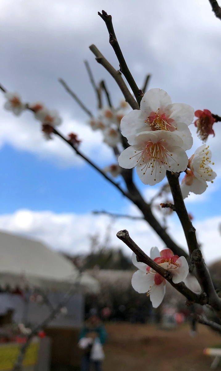 f:id:jimuin310:20190315174407j:plain