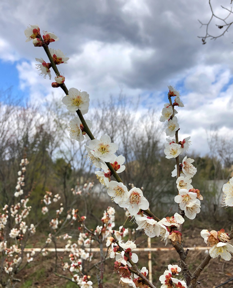 f:id:jimuin310:20190315174839j:plain f:id:jimuin310:20190315174839j:plain