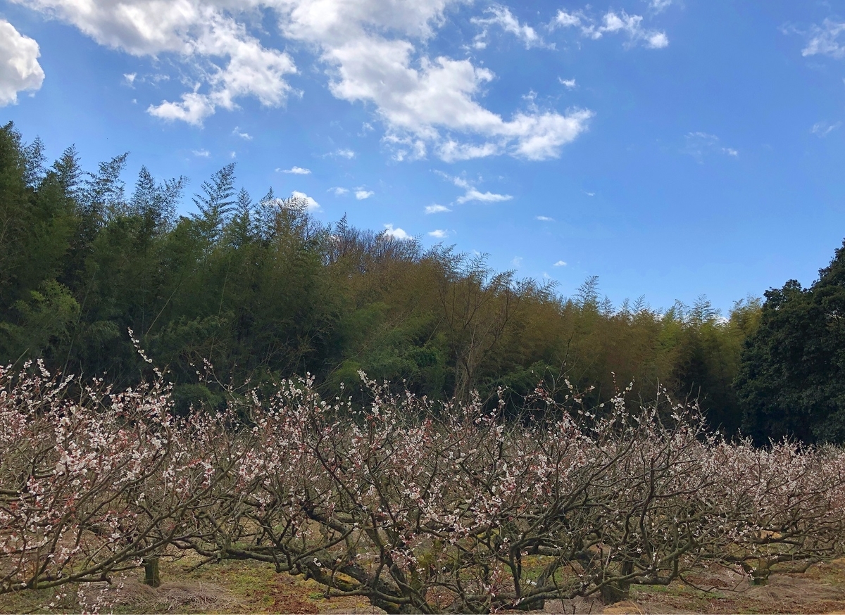 f:id:jimuin310:20190316170440j:plain