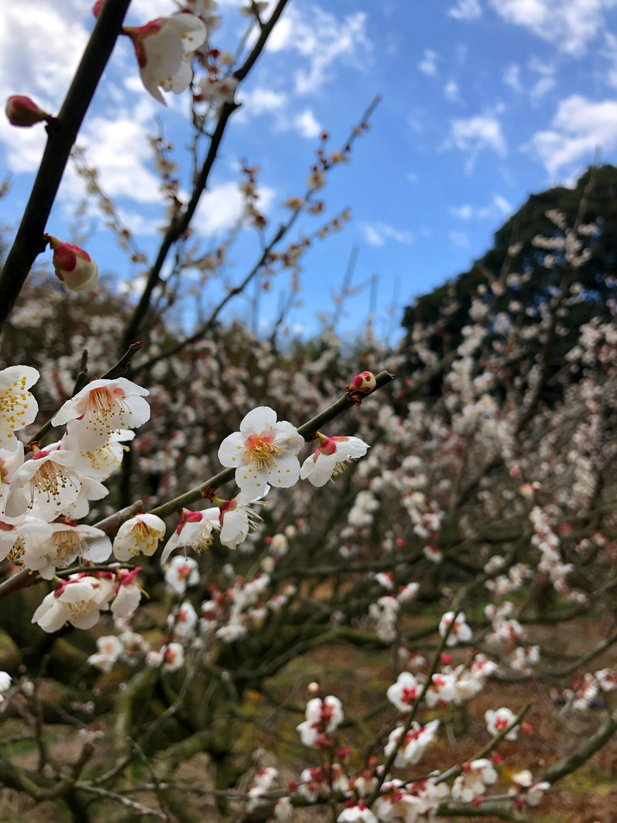 f:id:jimuin310:20190317113345j:plain f:id:jimuin310:20190317113345j:plain
