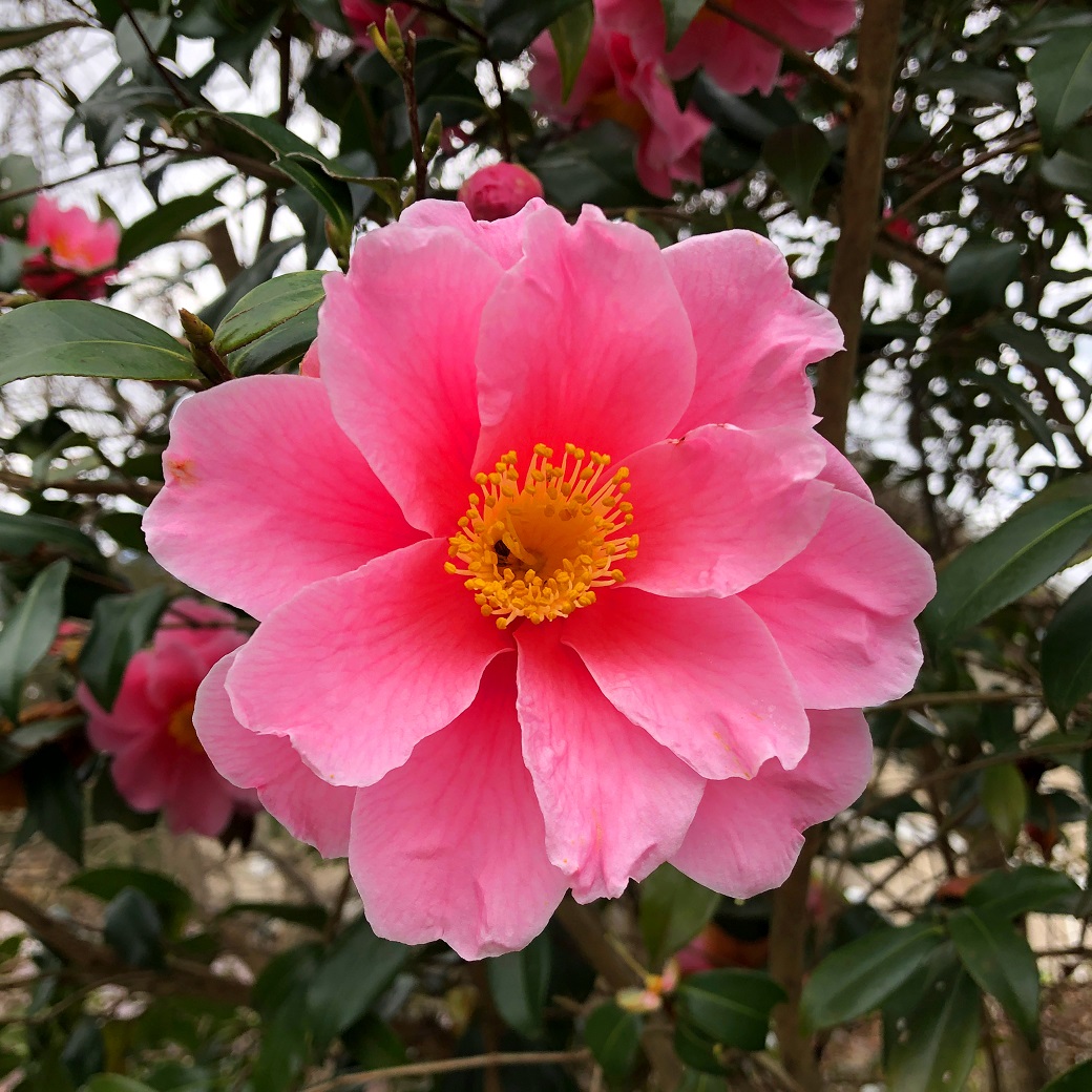 f:id:jimuin310:20190317113354j:plain