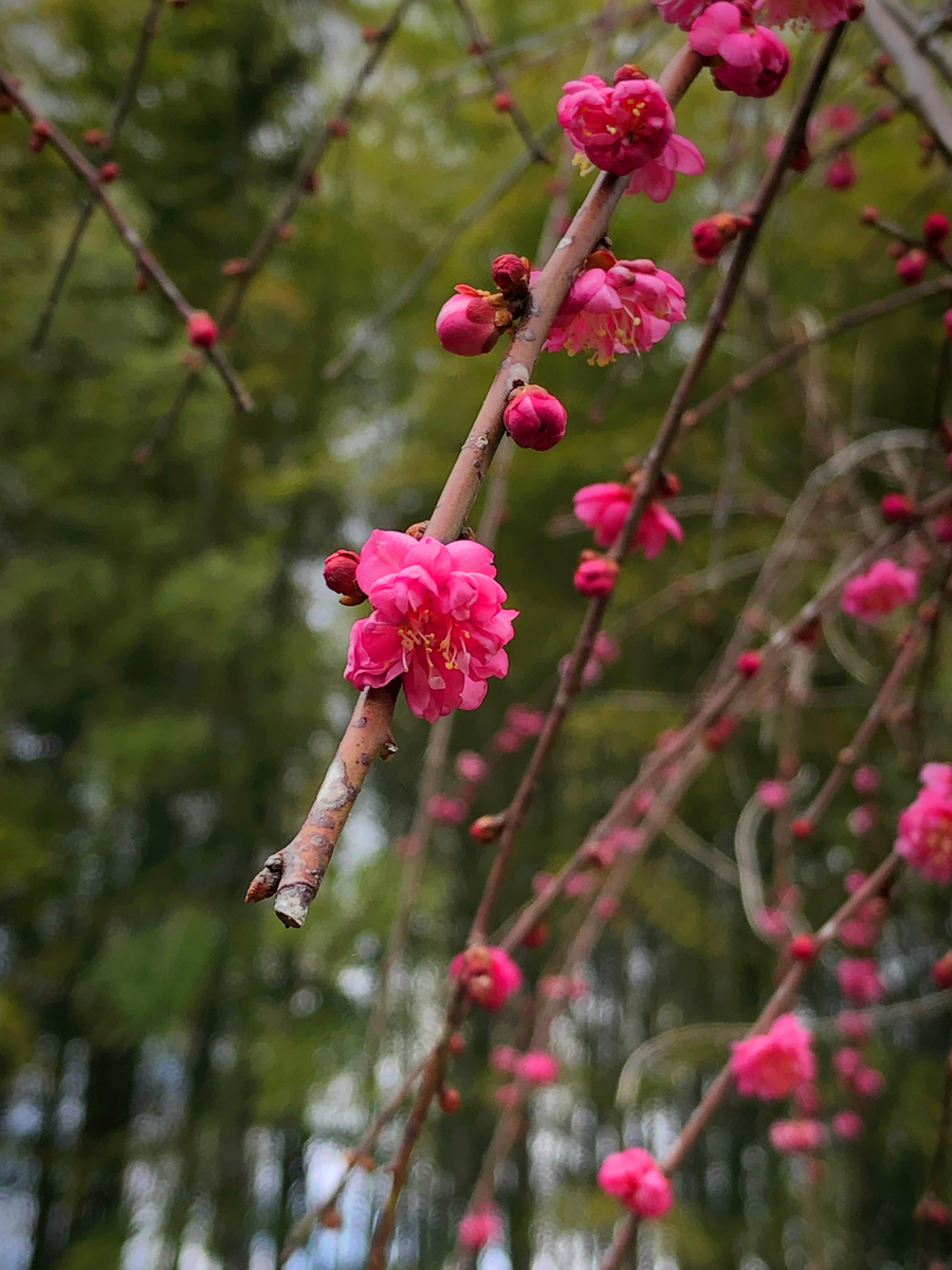 f:id:jimuin310:20190317113409j:plain f:id:jimuin310:20190317113409j:plain