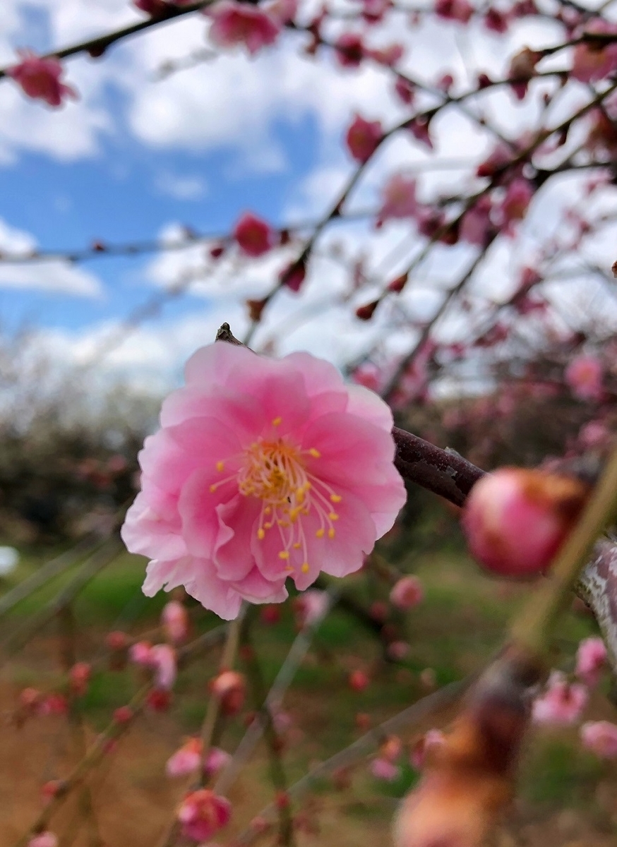 f:id:jimuin310:20190317152004j:plain f:id:jimuin310:20190317152004j:plain