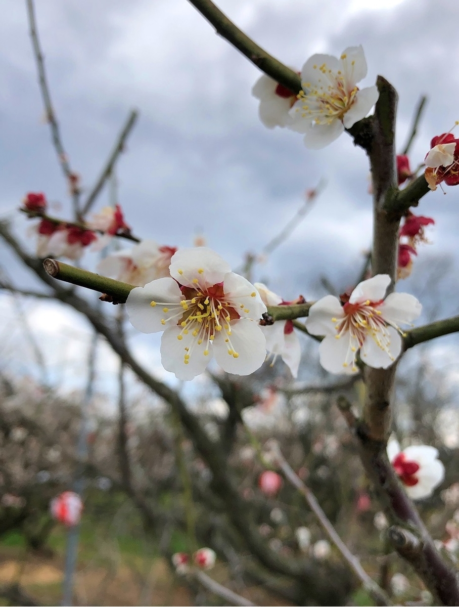 f:id:jimuin310:20190317152234j:plain f:id:jimuin310:20190317152234j:plain