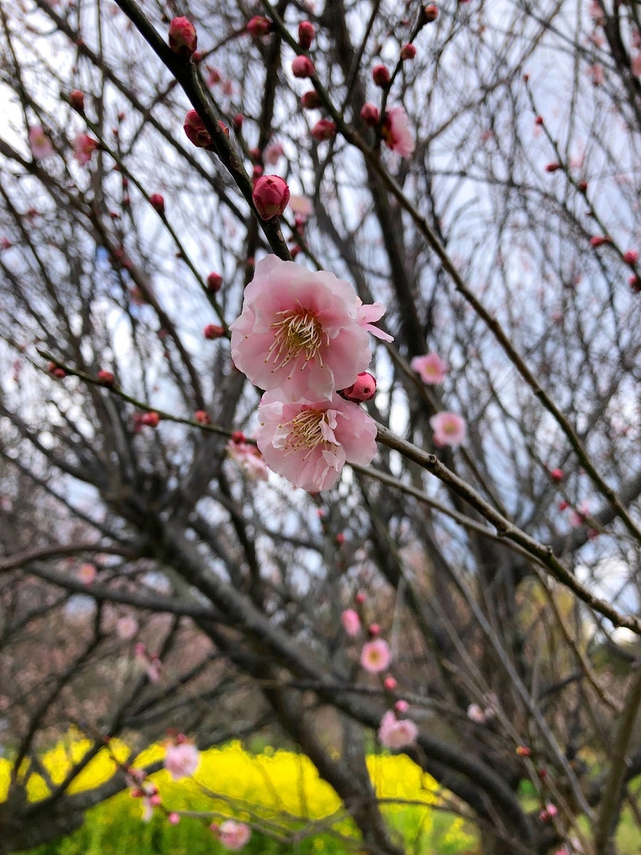 f:id:jimuin310:20190317171540j:plain