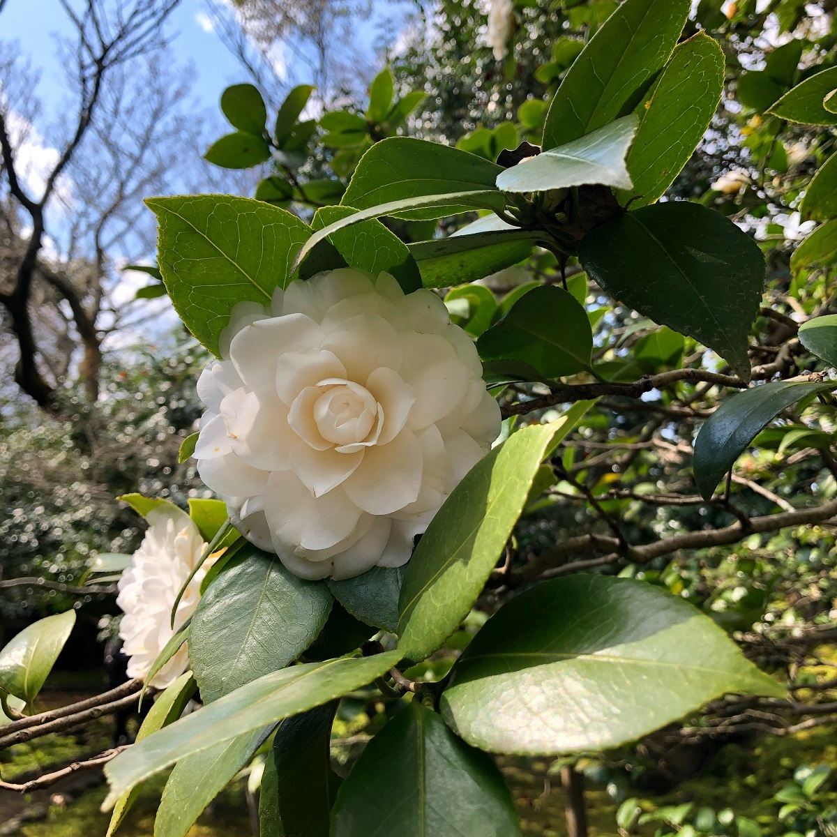f:id:jimuin310:20190404171520j:plain f:id:jimuin310:20190404171520j:plain