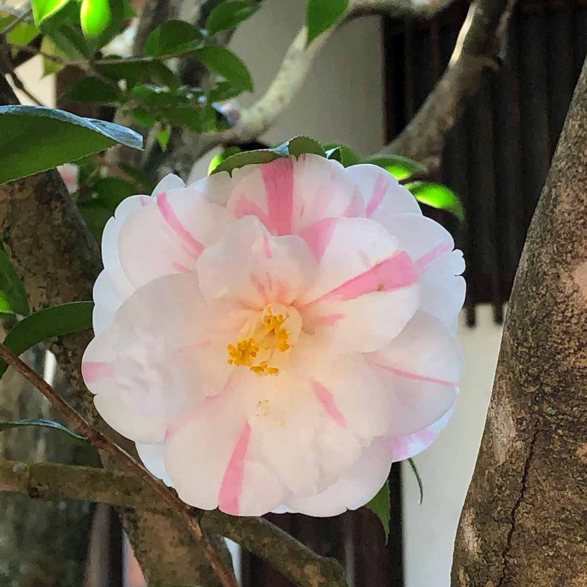 f:id:jimuin310:20190404171642j:plain f:id:jimuin310:20190404171642j:plain