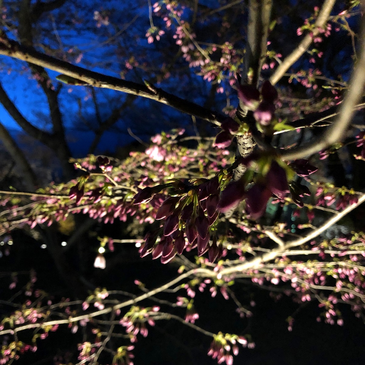 f:id:jimuin310:20190405170729j:plain f:id:jimuin310:20190405170729j:plain