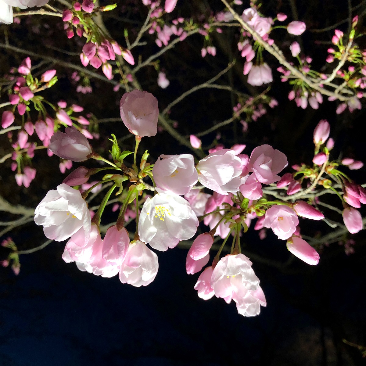 f:id:jimuin310:20190405170734j:plain f:id:jimuin310:20190405170734j:plain