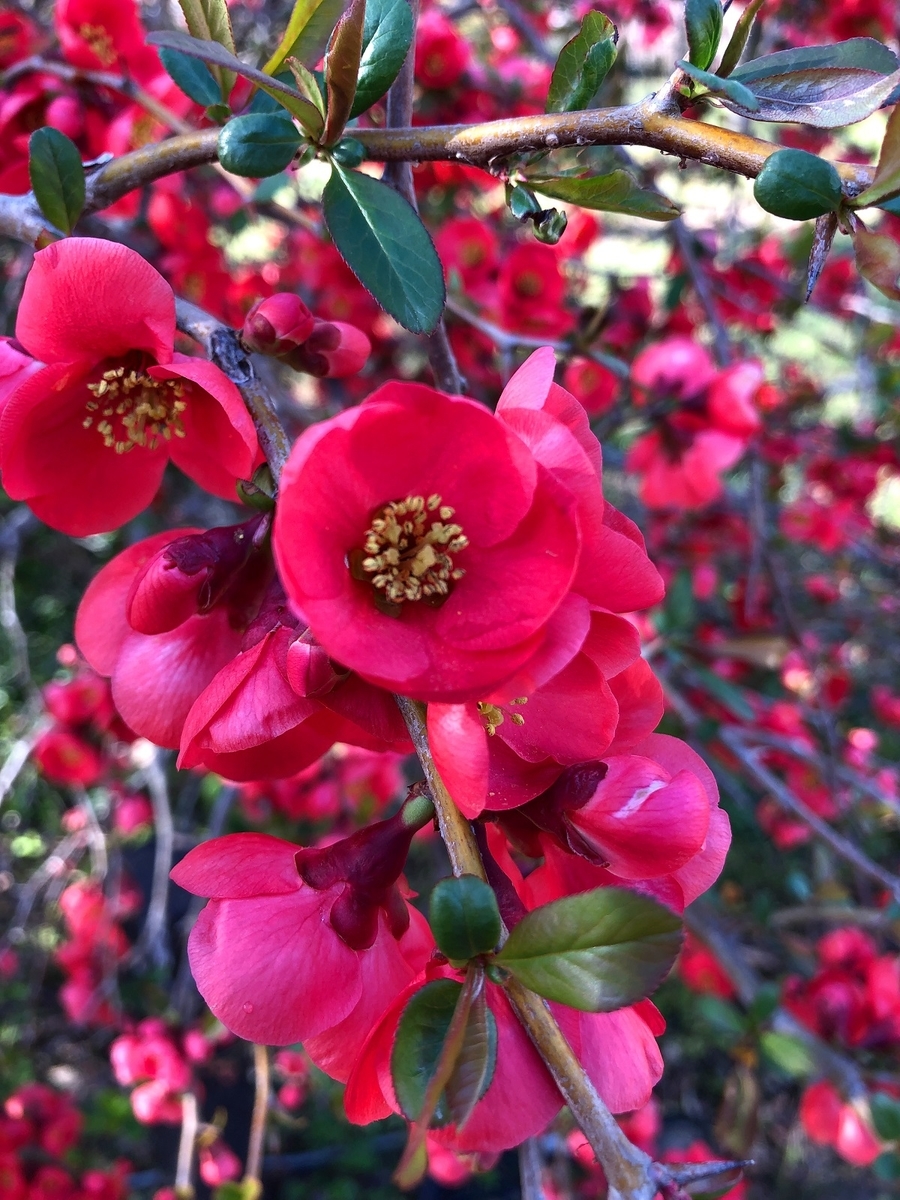 f:id:jimuin310:20190408132708j:plain f:id:jimuin310:20190408132708j:plain