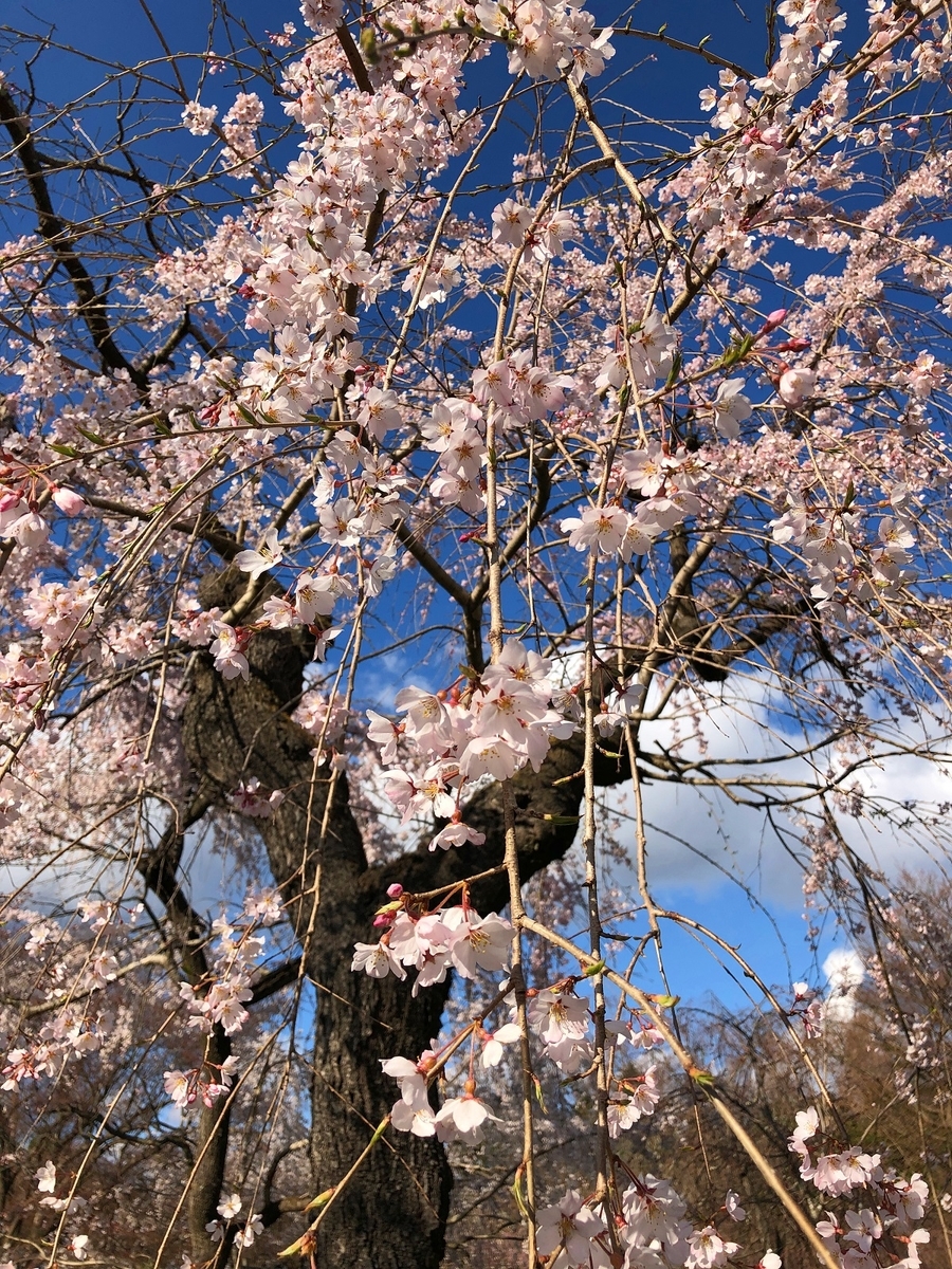 f:id:jimuin310:20190408143010j:plain f:id:jimuin310:20190408143010j:plain