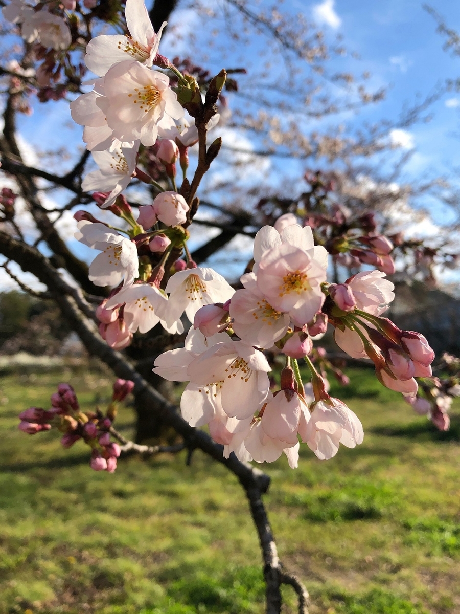 f:id:jimuin310:20190408143011j:plain f:id:jimuin310:20190408143011j:plain