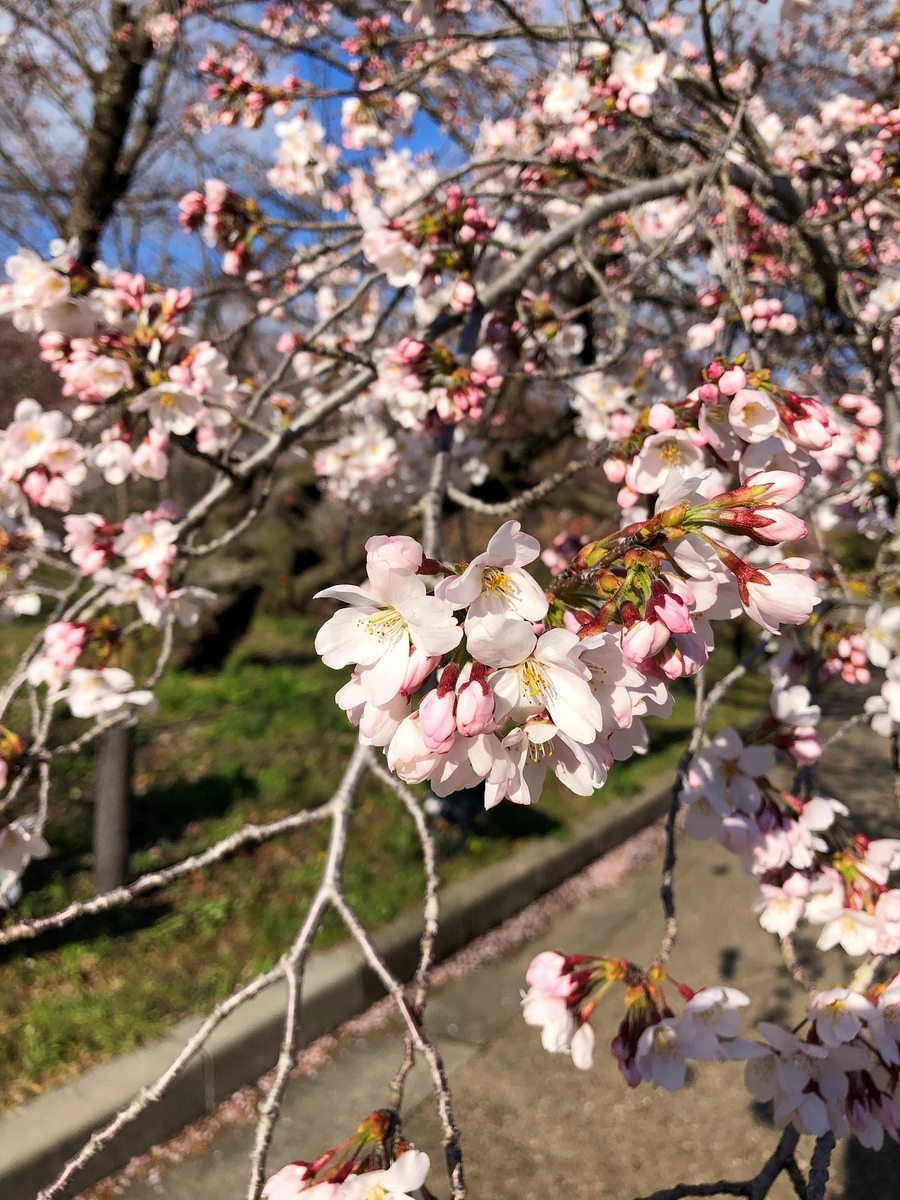 f:id:jimuin310:20190408143403j:plain f:id:jimuin310:20190408143403j:plain