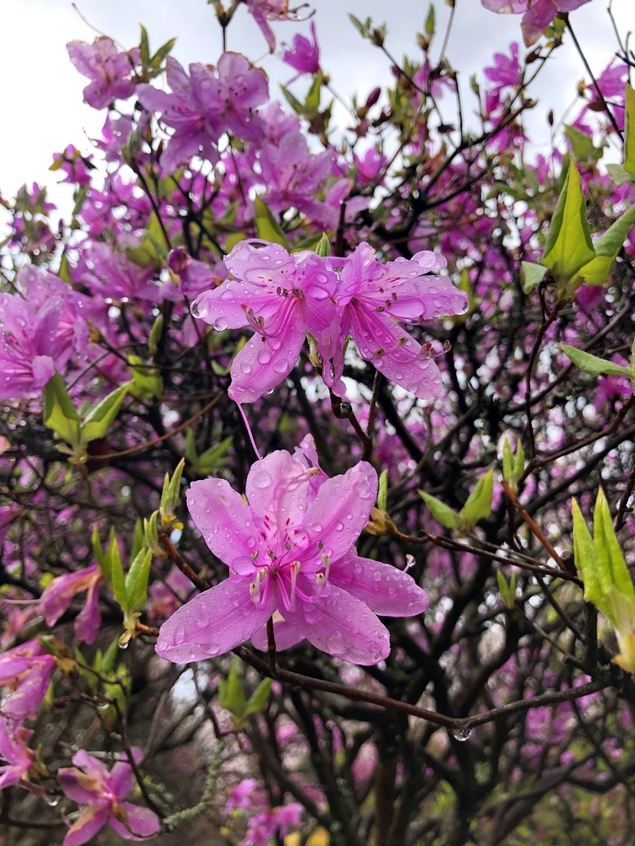 f:id:jimuin310:20190416165627j:plain f:id:jimuin310:20190416165627j:plain