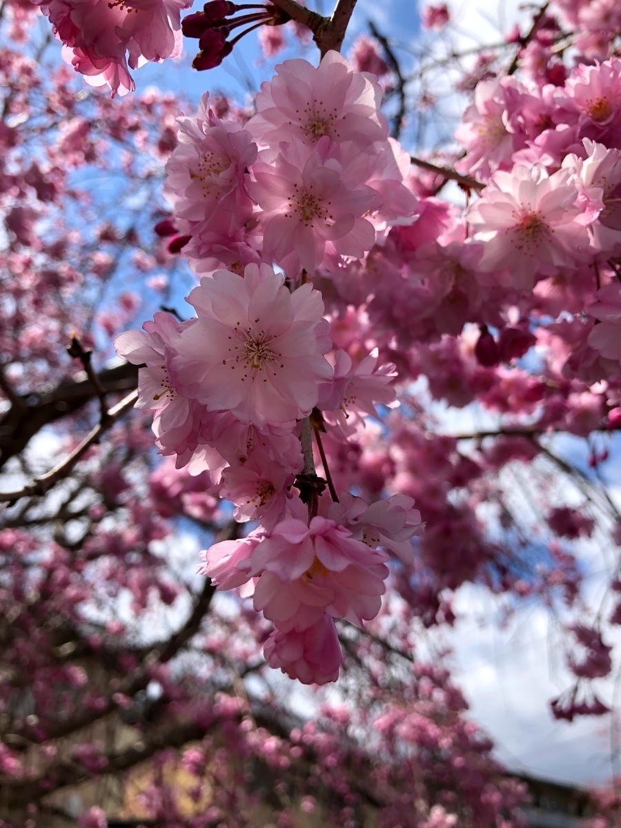 f:id:jimuin310:20190422171050j:plain f:id:jimuin310:20190422171050j:plain