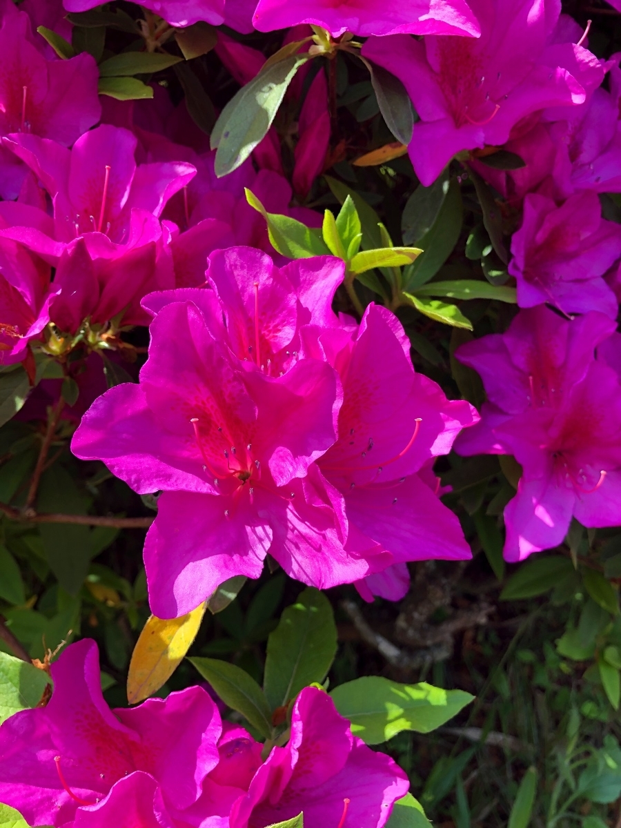 f:id:jimuin310:20190520112422j:plain f:id:jimuin310:20190520112422j:plain