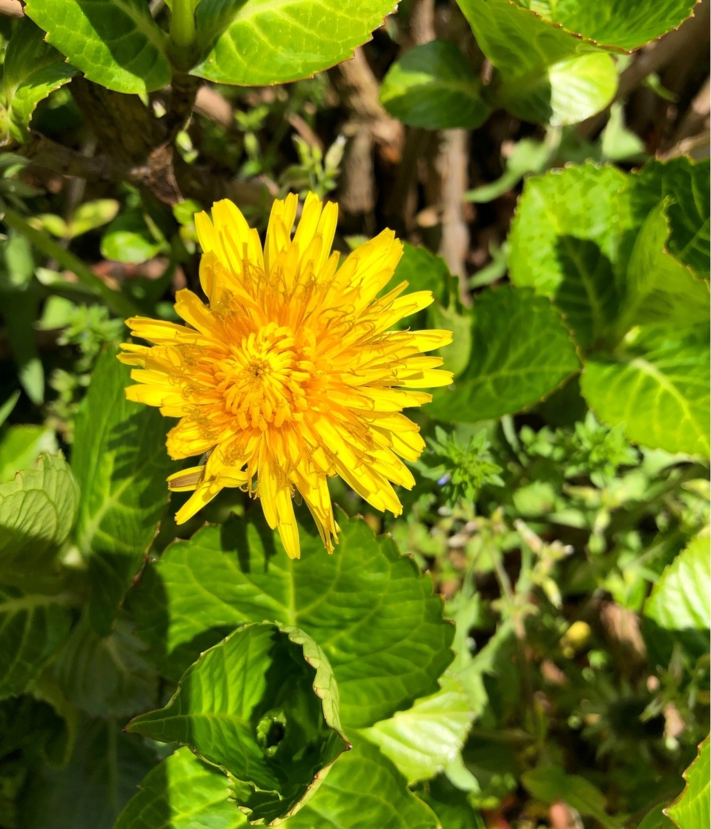f:id:jimuin310:20190616164633j:plain f:id:jimuin310:20190616164633j:plain
