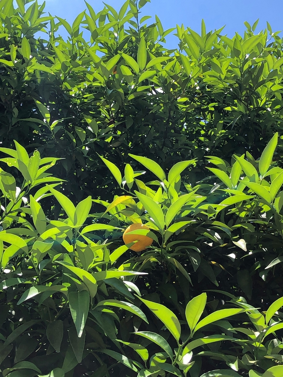f:id:jimuin310:20190620162312j:plain f:id:jimuin310:20190620162312j:plain