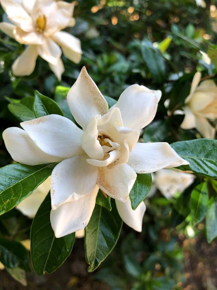 f:id:jimuin310:20190623171909j:plain f:id:jimuin310:20190623171909j:plain