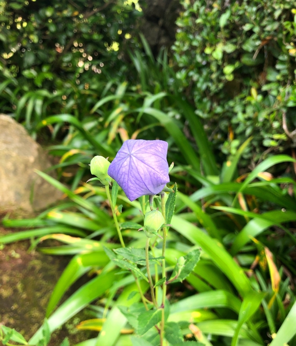 f:id:jimuin310:20190629154504j:plain f:id:jimuin310:20190629154504j:plain