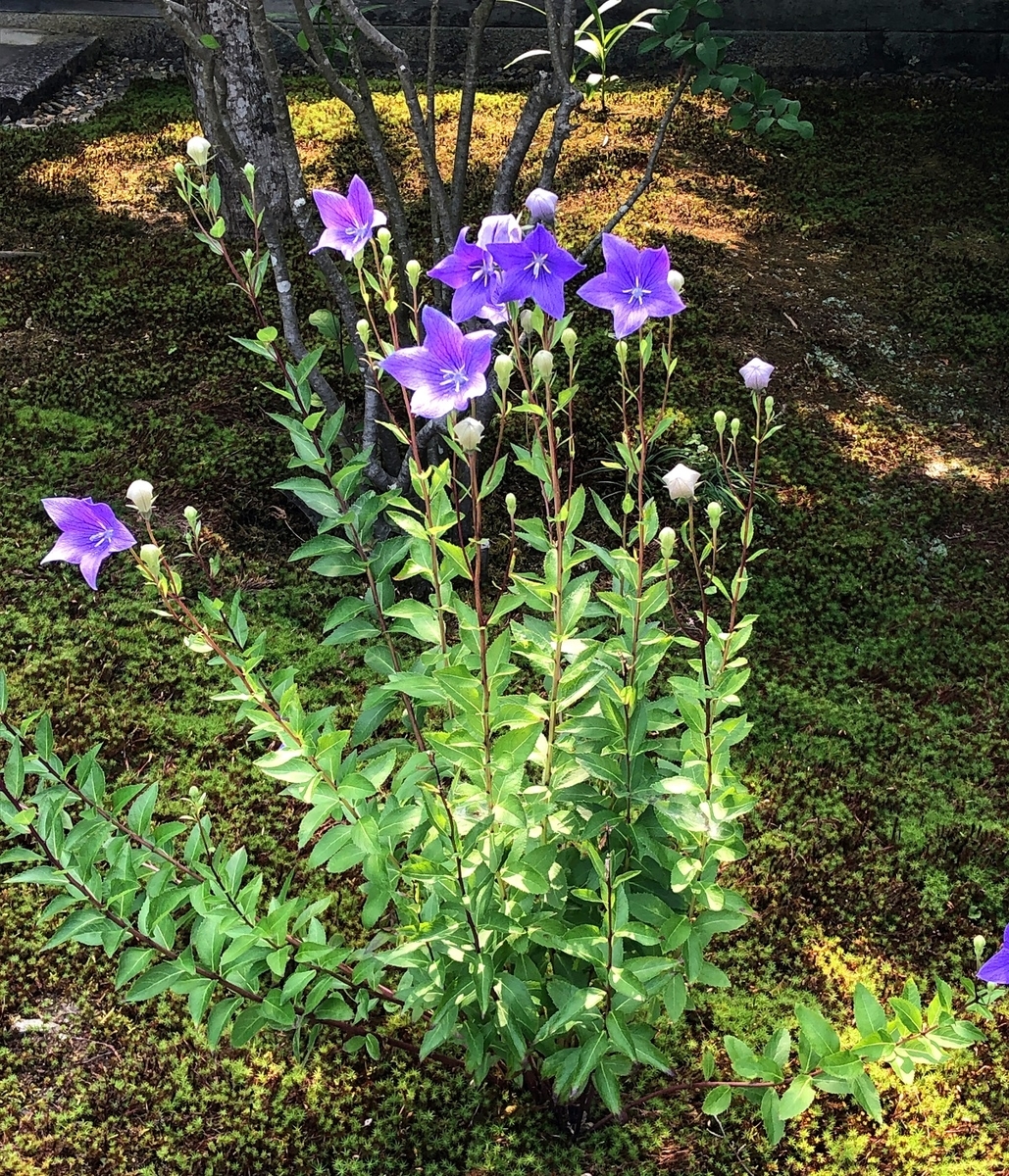 f:id:jimuin310:20190629162431j:plain f:id:jimuin310:20190629162431j:plain
