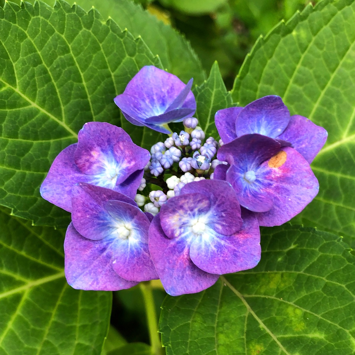 f:id:jimuin310:20190705141751j:plain f:id:jimuin310:20190705141751j:plain